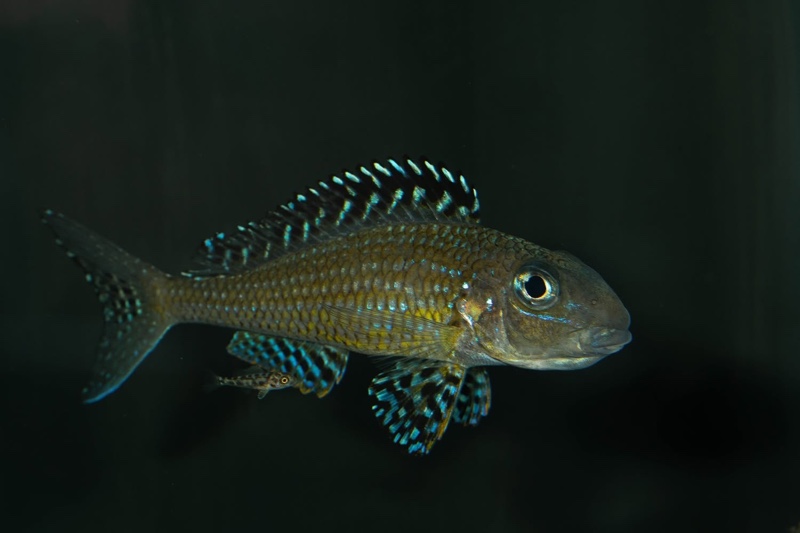 Xenotilapia papilio 'Tembwe Deux'